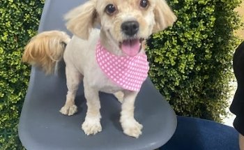 OLKON Centro Veterinario de Bienestar