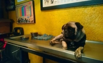 Veterinaria Bienestar animal