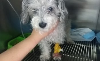 Veterinaria Ruvalcaba