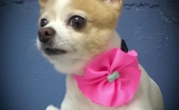 Veterinaria/Estética Felis & Canis