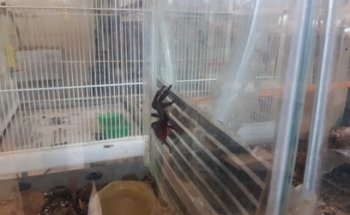 Veterinaria Animalitoy's