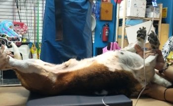 Veterinaria El cachorro