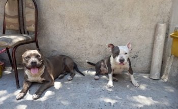 Veterinaria Real Del Valle