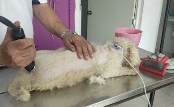 Clinica Veterinaria Rin Tin Tin