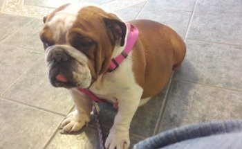 Clínica Veterinaria , Estetica y Boutique para mascotas 