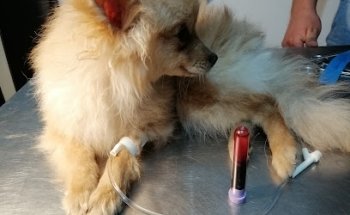 Veterinaria a Domicilio LATIDO ANIMAL