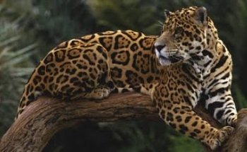 Veterinaria Jaguar