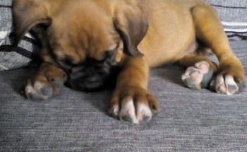 SERVICIOS VETERINARIOS ESTÉTICA CANINA