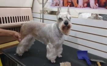 Servicio Médico Veterinario Bantam