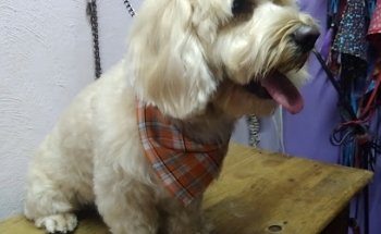 Veterinary Loma Dorada