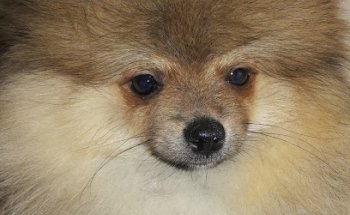 Veterinaria San Jeronimo