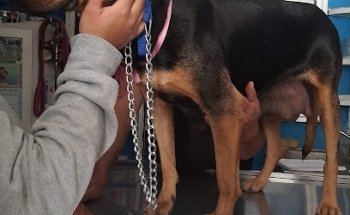 VETERINARY CENTER BEAUTIFUL SIERRA