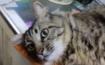 Enlaces Veterinarios