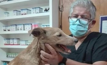 Veterinaria Mundo Canino