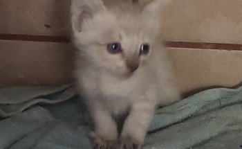 Veterinaria El Paraiso