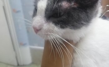 VETERINARIA NUEVA TENOCHTITLAN