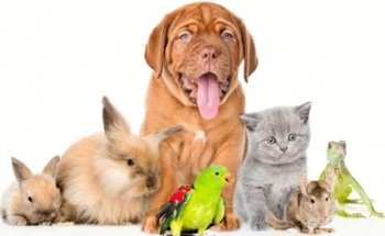 Clínica Veterinaria Black Mine