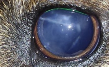 Clinica Veterinaria Ryuusei