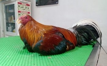 Veterinaria Puppy Pet´S