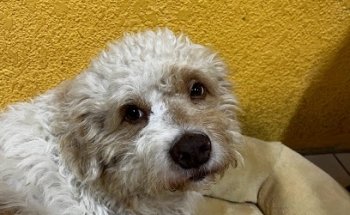 Veterinaria Animalia