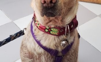 Clínica Veterinaria Oshim