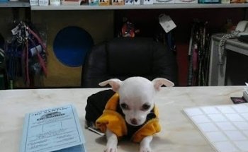 Veterinary Dr Santos Carrizales