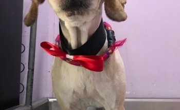 Veterinaria Y Estetica Canina 