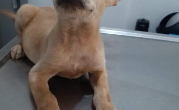 Veterinaria Pedregal