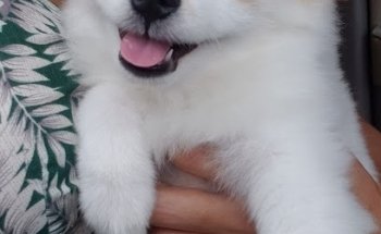 Veterinaría y Estética Pet-Shop