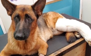 Unidad Medica VETERINARIA