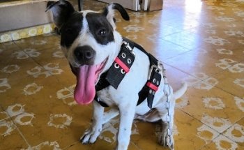 CLINICA VETERINARIA CARDENAS