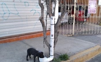 Kninos Consultorio Veterinario