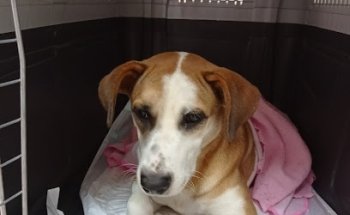 Médicos Veterinarios del Sur