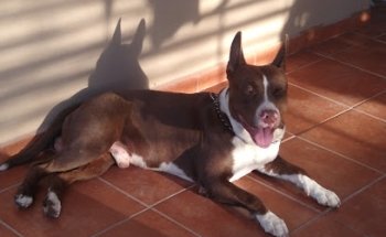 Clínica Veterinaria Tjvet Portales 3