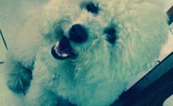 Zoona Veterinary & Grooming Center