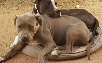 Clínica Veterinaria Rios