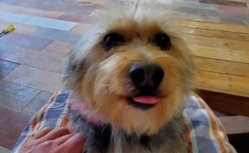 AgroVeterinaria Santa Gertrudis