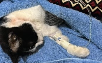 Sayto Clínica y Mascotas