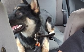 Barn and Veterinary El Grano de Oro