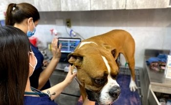 Hospital Veterinario Meds For Pets Escobedo | Veterinario en Escobedo