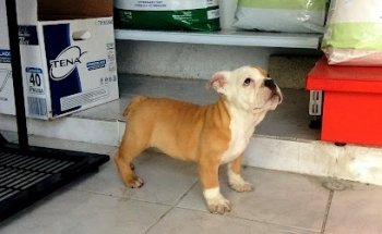 Hospital Veterinario Valle Dorado