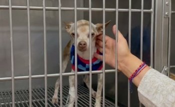 Hospital Veterinario Animal Palace