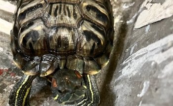 Veterinary Clinic Azcapotzalco