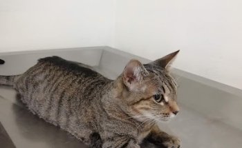 Centro Veterinario los Reyes