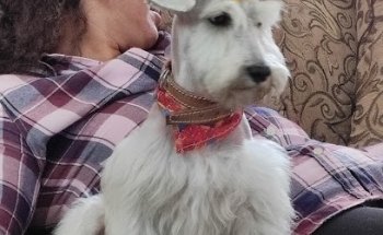 Veterinaria Traskiladog's