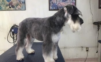 Estética Canina López Hermanos