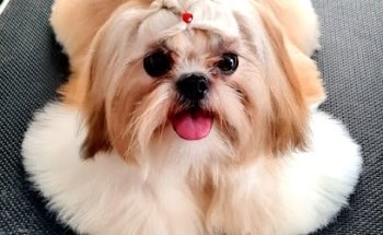 Universum K9 Montejo