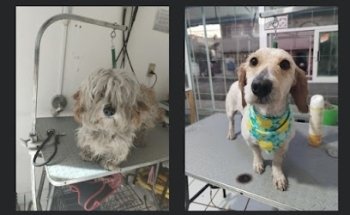 Ticiyolcani al Cuidado de su Mascota