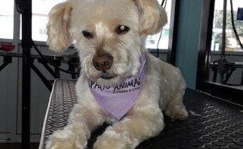 Clínica Veterinaria Spacio Animal