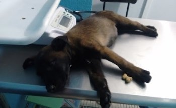 Clinica Veterinaria Tierarzt